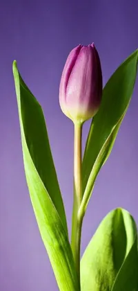 Flower Plant Petal Live Wallpaper