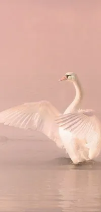 Water Bird Cloud Live Wallpaper