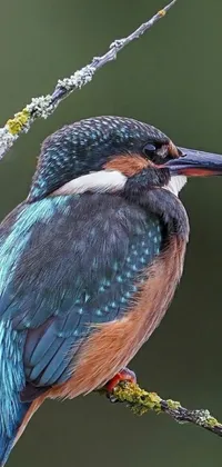 Bird Electric Blue Macro Photography Live Wallpaper