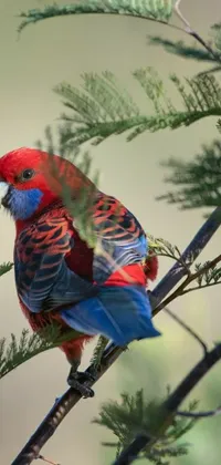 Plant Tree Bird Live Wallpaper