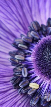Flower Plant Petal Live Wallpaper