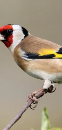 Bird Organism Wildlife Live Wallpaper