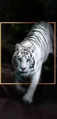 Golden Frame White Tiger Live Wallpaper - free download