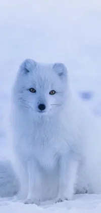 Carnivore Snow Terrestrial Animal Live Wallpaper