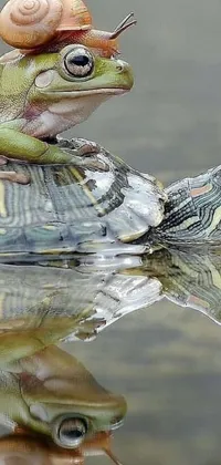 Water Plant Frog Live Wallpaper