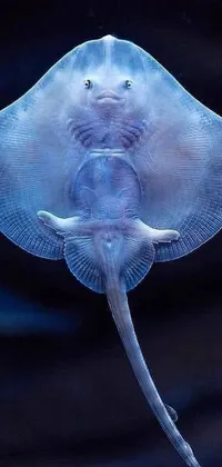 Electric Blue Aquarium Fish Live Wallpaper