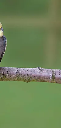 Bird Wood Wildlife Live Wallpaper
