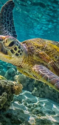 Water Reptile Underwater Live Wallpaper