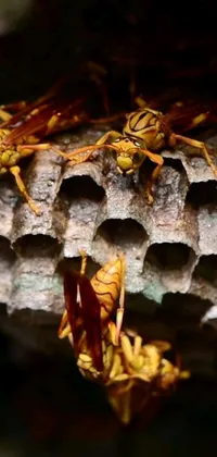 Nature Leaf Arthropod Live Wallpaper