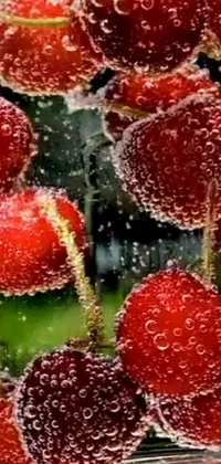 Plant Food Organism Live Wallpaper