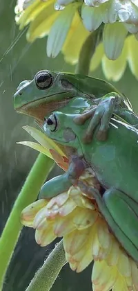 Plant Frog Reptile Live Wallpaper