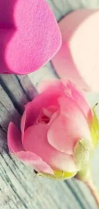Flower Plant Petal Live Wallpaper