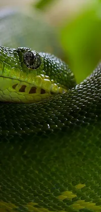 Reptile Grass Terrestrial Animal Live Wallpaper