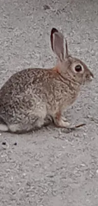 Whiskers Terrestrial Animal Rabbit Live Wallpaper