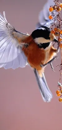 Plant Bird Organism Live Wallpaper