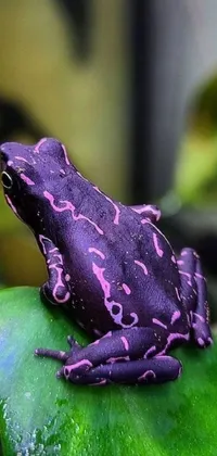 Frog Purple Macro Photography Live Wallpaper
