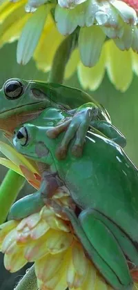 Plant Frog Snout Live Wallpaper