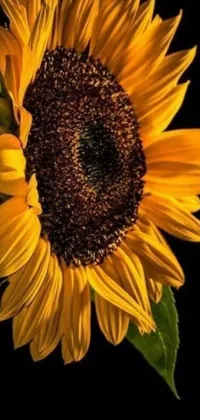 Flower Plant Sky Live Wallpaper
