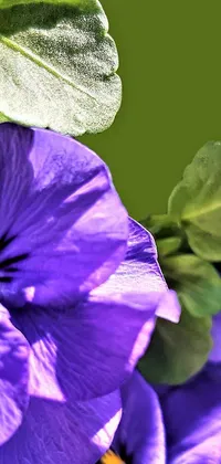 Flower Plant Petal Live Wallpaper