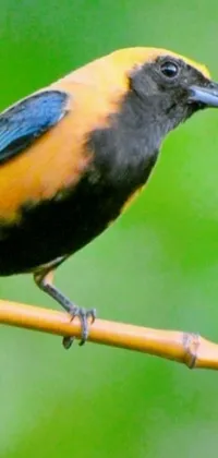 Bird Wildlife Beak Live Wallpaper