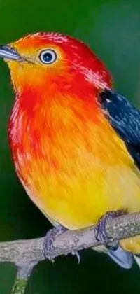 Bird Painting Art Live Wallpaper