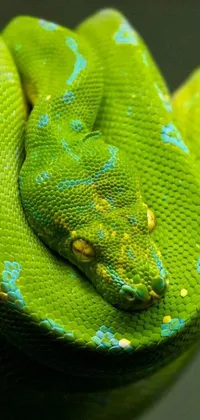 Reptile Electric Blue Macro Photography Live Wallpaper