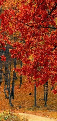Nature Orange Plant Live Wallpaper