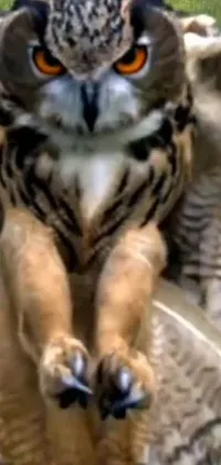 Nature Bird Terrestrial Animal Live Wallpaper