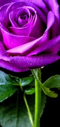 Vibrant Purple Rose Live Wallpaper - free download