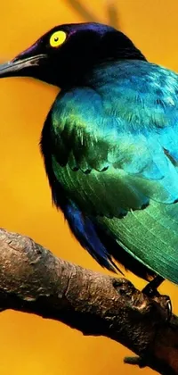 Bird Electric Blue Terrestrial Animal Live Wallpaper