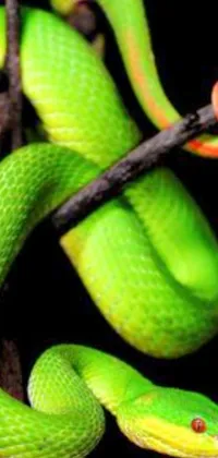 Reptile Light Green Live Wallpaper