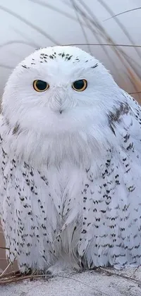 Bird Face Wildlife Live Wallpaper