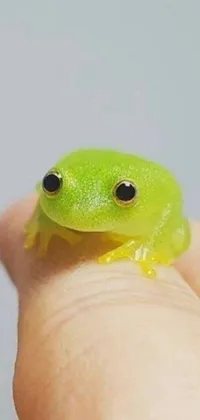 Frog Reptile Macro Photography Live Wallpaper