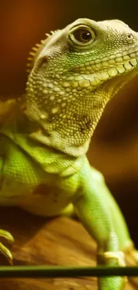 Lizard Reptile Light Live Wallpaper