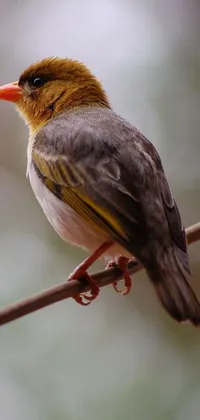 Bird Wood Beak Live Wallpaper