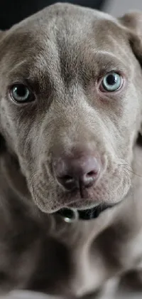 Carnivore Dog Snout Live Wallpaper