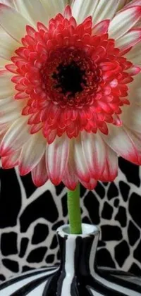 Flower Plant Petal Live Wallpaper