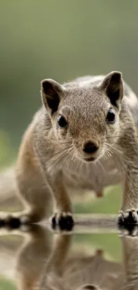 Carnivore Snout Whiskers Live Wallpaper
