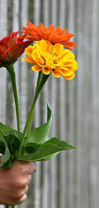 Flower Plant Petal Live Wallpaper
