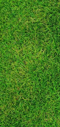 Plant Grass Symmetry Live Wallpaper