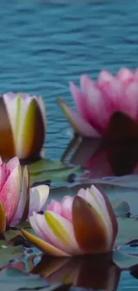 Màn hình động với hình nền hoa làm cho tâm hồn bạn tràn đầy niềm vui và sự tươi mới. Hình nền hoa sen và cây thủy sinh sẽ làm bạn cảm thấy thích thú và thư giãn. Thưởng thức những hình nền đẹp về hoa sen và cây thủy sinh trên màn hình điện thoại của bạn ngay bây giờ!