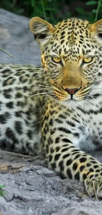 Carnivore Felidae Whiskers Live Wallpaper
