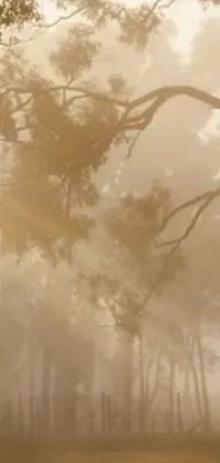 Plant Tree Fog Live Wallpaper