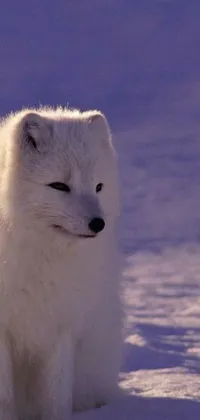 Carnivore Snow Bear Live Wallpaper
