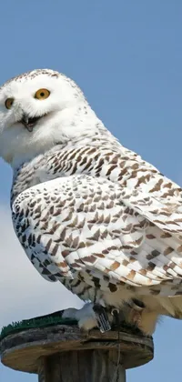 Nature Bird Sky Live Wallpaper