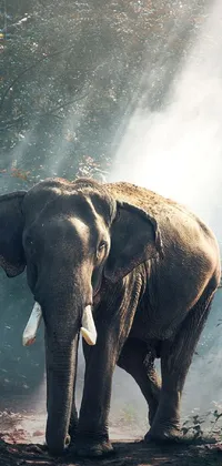 Water Terrestrial Animal Elephant Live Wallpaper
