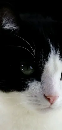 Carnivore Snout Cat Live Wallpaper
