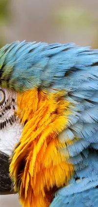 Bird Terrestrial Animal Parrot Live Wallpaper