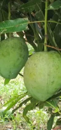 Plant Food Fruit Live Wallpaper