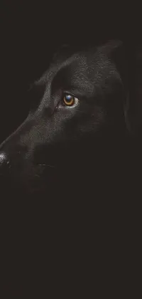 Carnivore Dog Snout Live Wallpaper